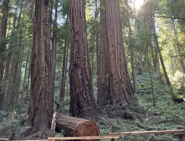 redwoods